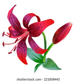 Realistic illustration of red tiger lily isolated on white background. One flower, bud and several leaves