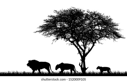 Realistic illustration of silhouette African safari landscape with tree, lions family, lioness and lion cub and grass on savanna - vector