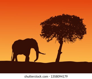 Realistic illustration with silhouette of elephant on safari in Africa. Acacia tree under orange sky with dawn - vector