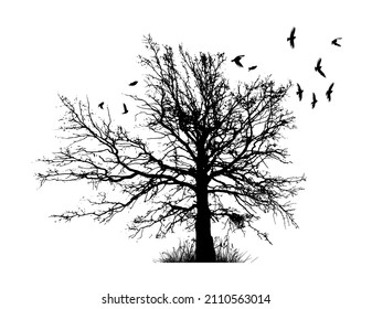 Realistic illustration with silhouettes of three birds - crows or ravens sitting on tree branch without leaves and flying, isolated on white background - vector