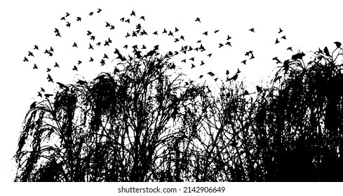 Realistic illustration with silhouettes of three birds - crows or ravens sitting on tree branch without leaves and flying, isolated on white background - vector