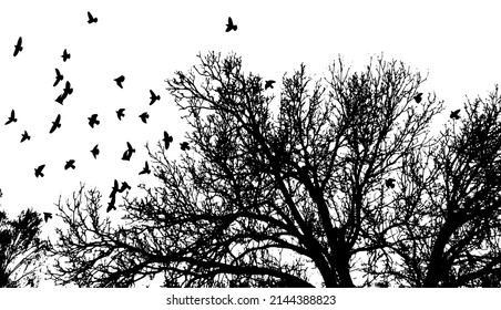Realistic illustration with silhouettes of three birds - crows or ravens sitting on tree branch without leaves and flying, isolated on white background - vector