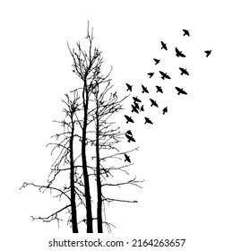 Realistic illustration with silhouettes of three birds - crows or ravens sitting on tree branch without leaves and flying, isolated on white background - vector