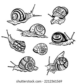 Realistic illustration of snails of different shapes drawn with ink. Simple graphic silhouette. Outline style. Black clams on a white background, vector graphics