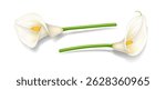 Realistic illustration of two elegant white calla lilies with green stems on a white background. Suitable for floral designs and naturethemed artwork.