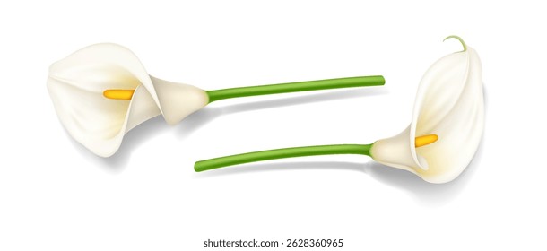 Ilustração realista de dois lírios brancos elegantes com caules verdes sobre um fundo branco. Adequado para desenhos florais e arte com tema natural.