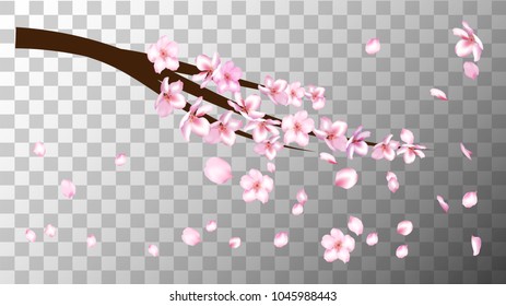 Realistic Illustration Vector Cherry Branch. Spring Design with Apple, Peach, Sakura, Apricot Blossoms and Petals Falling Down. Japanese Spring Background, Showering Petals, Tender Wedding Decoration.