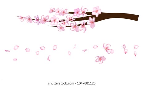Realistic Illustration Vector Cherry Branch. Blooming Sakura, Apricot, Peach, Apple Twig Blossoms Petals Falling Down Isolated. Realistic Blossom Cherry Branch, Showering Petals, Wedding Decoration.