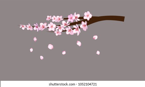 Realistic Illustration Vector Cherry Branch. Blooming Sakura, Apricot, Peach, Apple Twig Blossoms Petals Falling Down Isolated. Realistic Vector Cherry Branch, Showering Petals, Wedding Decoration.