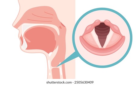 Realistic illustration of the vocal cords - position in sagittal plane