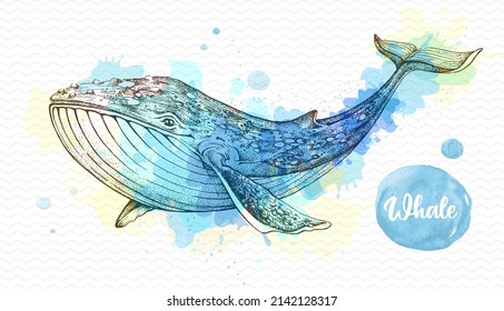 Realistic illustration of whale on artistic watercolor background. Vector illustration