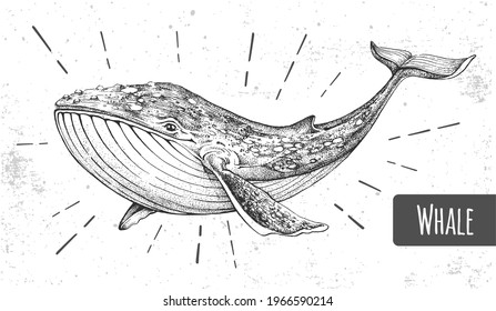 Realistic illustration of whale on grunge background. Vector illustration
