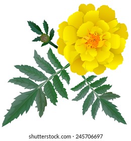 Realistic illustration of yellow marigold flower (Tagetes) isolated on white background. One flower, bud and leaves.