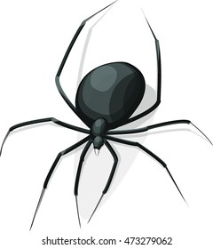 Realistic image of black spider on white background. Vector illustration EPS 10 