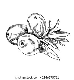 A realistic image of a branch of sea-buckthorn with berries. Sketch painted in ink. The design element for advertising sweets, cosmetics and health products.