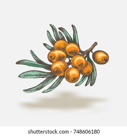 A realistic image of a branch of sea-buckthorn with berries. Sketch painted in ink. The design element for advertising sweets, cosmetics and health products.