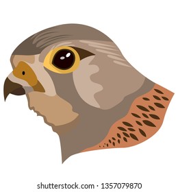 Realistic image of the head of American Kestrel. Vector isolated on white background.