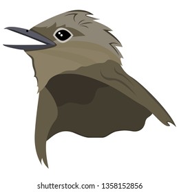 Realistic image of the head of a nightingale bird. Vector isolated on white background.