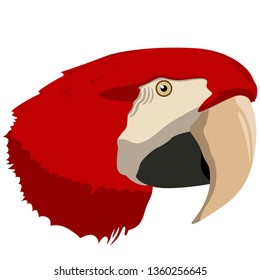 Realistic image of the head of a red macaw bird. Vector isolated on white background.