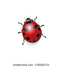 Realistic image of a ladybug on a white isolated background. Red insect for printing on to fabric, paper, web.