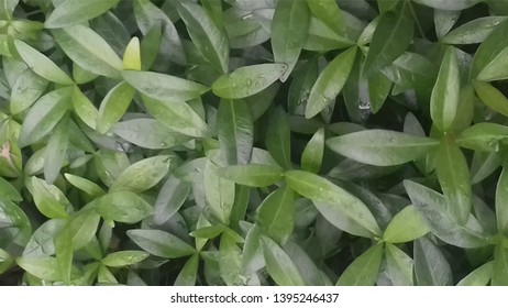 Realistic image of periwinkle leaves. For design sites about nature, crop production, landscape design, interior. Vector illustration.