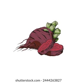 Realistic image of red beets. Watercolor vector illustration of whole and sliced beets on an isolated background. Concept of food themes and vegetarianism.