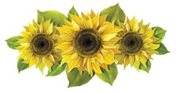 Realistic Image Of Three Sunflowers With Leaves. Design Elements. Vector Colorful Illustration.