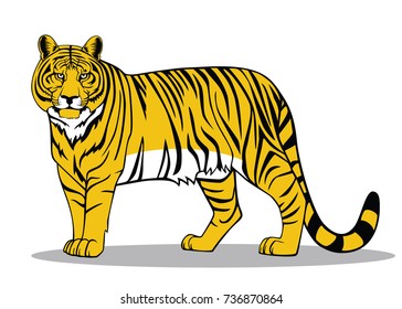 A realistic image of a tiger. Tiger illustration.