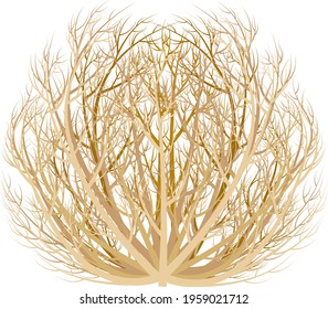 realistic image of tumbleweed dry plant vector illustration isolated on white background.