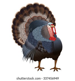 Realistic image turkey with her tail on a white background. Thanksgiving symbol. Vector illustration.