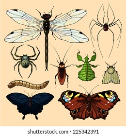 Realistic images of insects, set 2