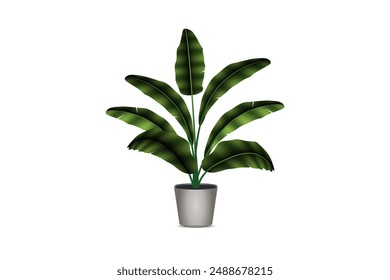 Realistic indoor plats banana in pots on a white background isolated vector illustration.