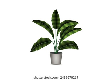 Realistic indoor plats banana in pots on a white background isolated vector illustration.