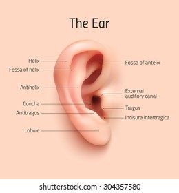 Realistic infographic ear icon. Vector illustration.