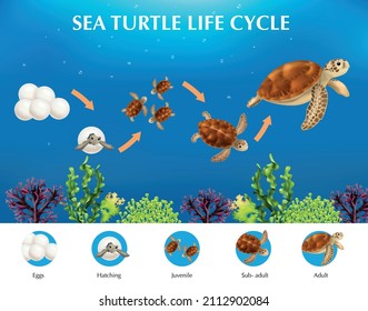 Realistic infographics presenting life cycle of sea turtles from eggs to adult vector illustration