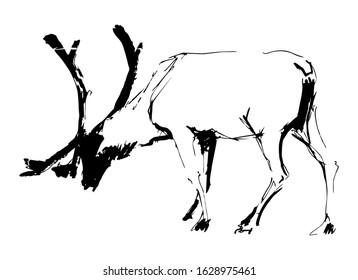 Realistic ink drawing of male wooden deer with big horns. Ink brush style sketch. Wildlife european or american nature. Black and white, isolated. Vector stock illustration.