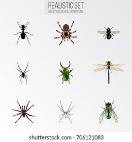 Realistic Insect, Ant, Damselfly And Other Vector Elements. Set Of Bug Realistic Symbols Also Includes Emmet, Dragonfly, Tarantula Objects.