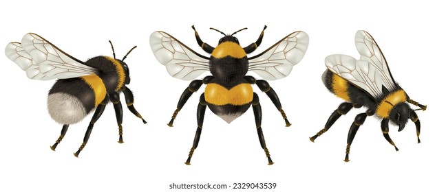 Realistic insect bee set with isolated images of bees with wings different angles on blank background vector illustration