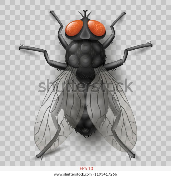 Realistic insect fly. 3D vector graphics.\
Transparent shadow