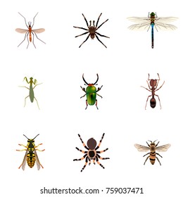 Realistic Insect, Grasshopper, Tarantula And Other Vector Elements. Set Of Insect Realistic Symbols Also Includes Gnat, Green, Housefly Objects.