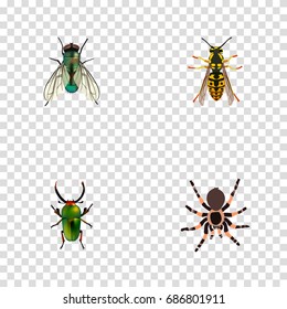 Realistic Insect, Housefly, Tarantula And Other Vector Elements. Set Of Bug Realistic Symbols Also Includes Arachnid, Jewel, Bee Objects.