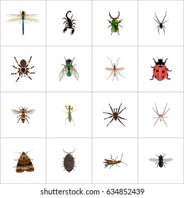 Realistic Insect, Poisonous, Spinner And Other Vector Elements. Set Of Animal Realistic Symbols Also Includes Wisp, Wasp, Midge Objects.