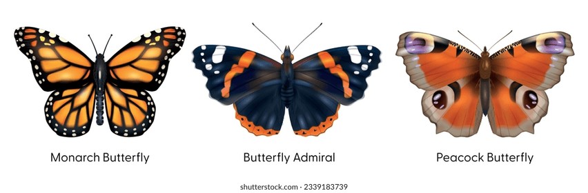 Realistic insect set of isolated monarch admiral and peacock butterfly images on blank background with text vector illustration