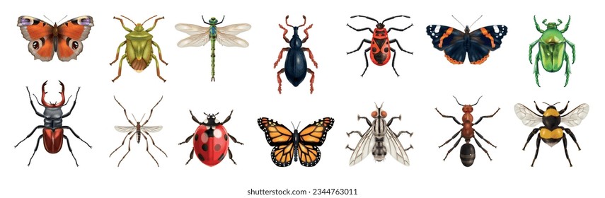 Realistic insect set with isolated top views of various butterflies bugs and flies on blank background vector illustration