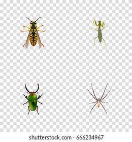 Realistic Insect, Spider, Bee And Other Vector Elements. Set Of Insect Realistic Symbols Also Includes Locust, Bee, Mantis Objects.