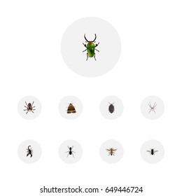 Realistic Insect, Spider, Wisp And Other Vector Elements. Set Of Insect Realistic Symbols Also Includes Insect, Beetle, Arachnid Objects.