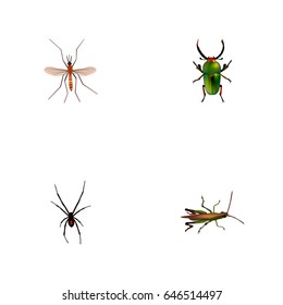 Realistic Insect, Spinner, Locust And Other Vector Elements. Set Of Bug Realistic Symbols Also Includes Grasshopper, Beetle, Green Objects.