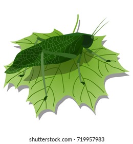 Realistic insect vector illustration. The Katydid Leaf Bug on leaf. Isolated illustration on white background. 