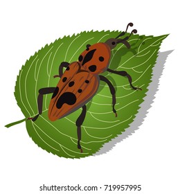 Realistic insect vector illustration. Orange Weevil bug on leaf. Isolated illustration on white background. 