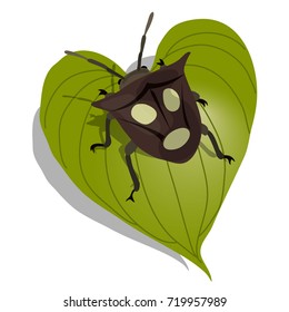 Realistic insect vector illustration. Shield Bug (stink bug) on leaf. Bug with human face on back. 